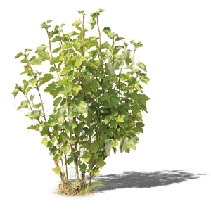 cut out small regular bush