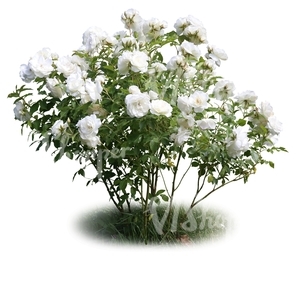 cut out blooming white rosebush