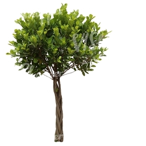 cut out small decorative tropical tree