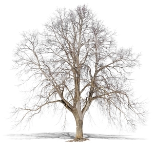 big cut out bare tree in wintertime