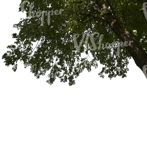 branch of a deciduous tree in sunlight