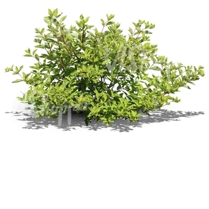 cut out ordinary bush