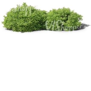 two cut out ordinary small bushes