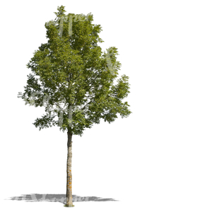 cut out small deciduous tree