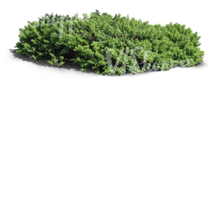 cut out thick shrub