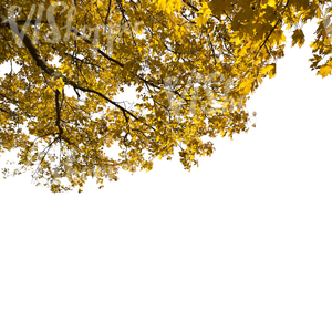 cut out maple branch with yellow leaves