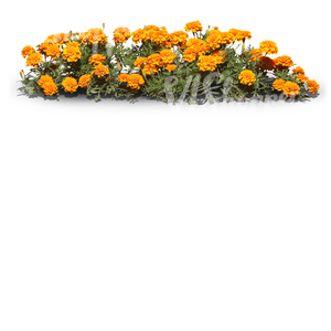 cut out row of orange flowers