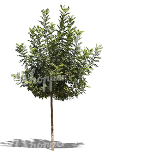 cut out medium size tropical tree