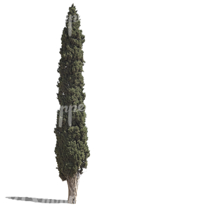 cut out tall cypress