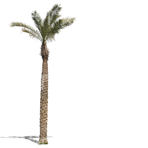 cut out tall palm tree with small leaves
