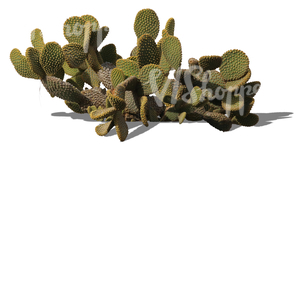 cut out cactus