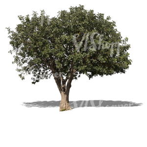 cut out medium size mediterranean tree