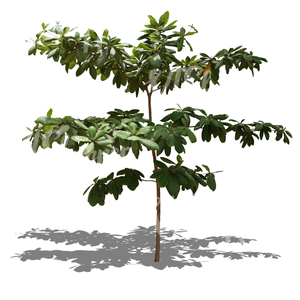 cut out small tropical tree with big leaves