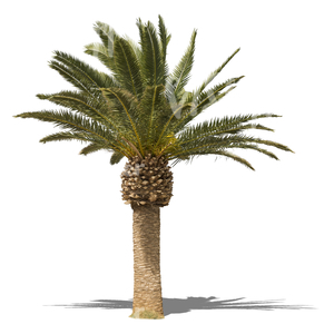 cut out small palm tree