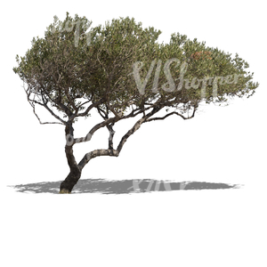 cut out olive tree