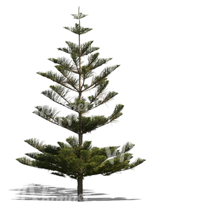 cut out Norfolk island pine tree