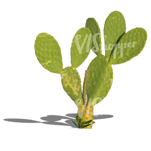 cut out small cactus in sunlight