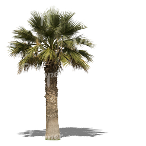 cut out big palm tree