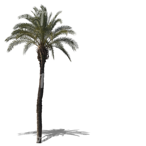 cut out tall palm tree