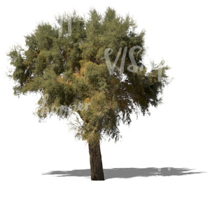 cut out big mediterranean tree