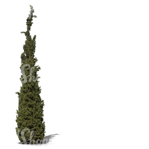 cut out cypress