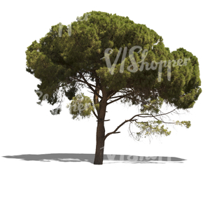 cut out mediterranean pine tree