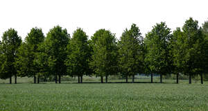 background with a row of beautiful trees