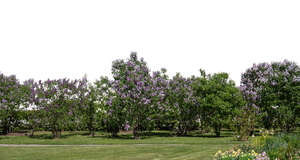 cut out background with blooming lilacs