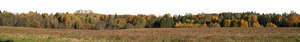 background with a fields and autumn forest