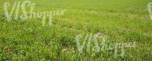 agricultural field in spring