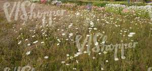 blooming meadow and flowerbeds