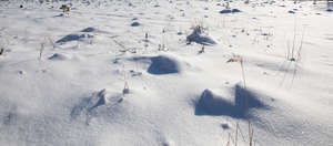 snowy ground with some lumps of grass