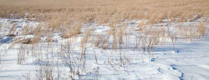 snowy field of grass