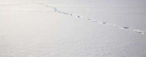 field of snow with one row of footprints