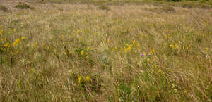 meadow with hay and yellow flowers