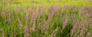 meadow with tall grass