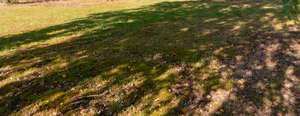 lawn under a shady tree