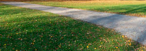 small road with shadows and fallen leaves