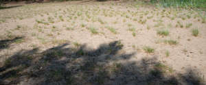 sand with tufts of grass