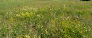 tall grass in summer