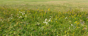 grassland with flowers