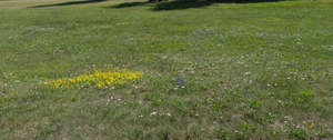 low grass with flowers