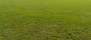 lawn with some rougher patches