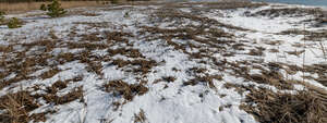 snowy grass on a seaside