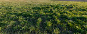 field of tufty grass in evening sun