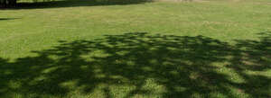 mowed lawn with big shadows