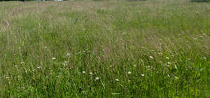 meadow with flowers and tall grass