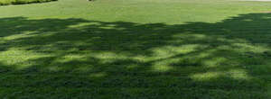 lawn with a big tree shadow