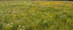 colourful meadow in summer