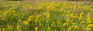 wild field of blooming yellow bedstraw